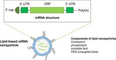Potentialities and Challenges of mRNA Vaccine in Cancer Immunotherapy